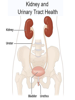 Kidney and Urinary Tract Health Audio Course